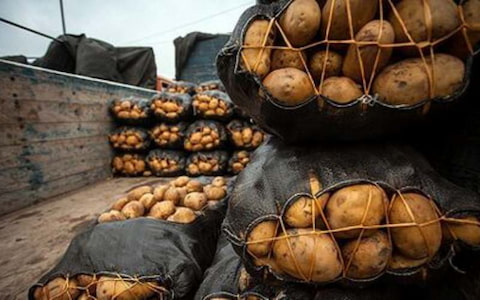 تصویر 2 از خرید سیب زمینی صادراتی اردبیل + قیمت فروش استثنایی